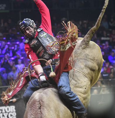 owning the bul owning the bull
