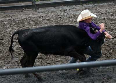 wrestling steers