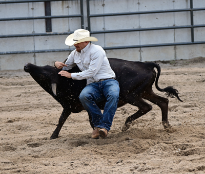 wrestling the steer